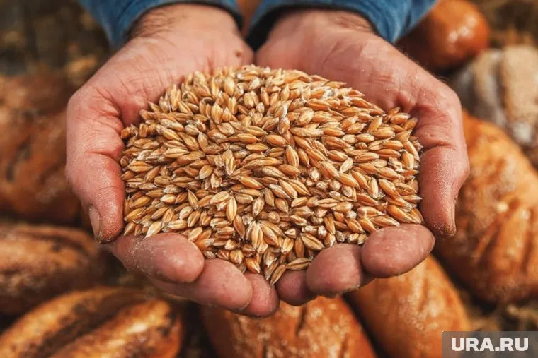 Аграрии переживают за ввод запрета семян из Голландии