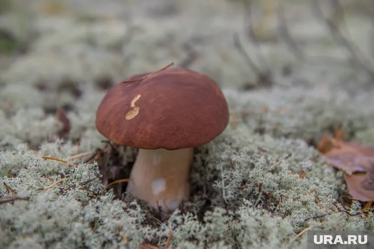 Тюменка отметила, что в лесах стало очень мало грибников