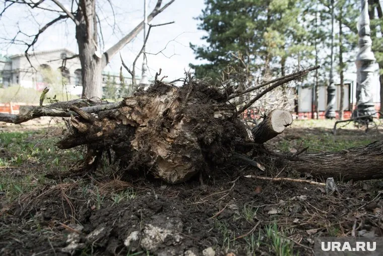 Грунт не обвалился, в этом месте выкорчевали старое дерево, сообщили в мэрии (архивное фото)