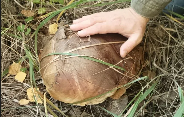 Грибы, Челябинская область