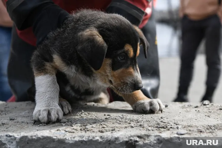Щенка назвали Алмаз