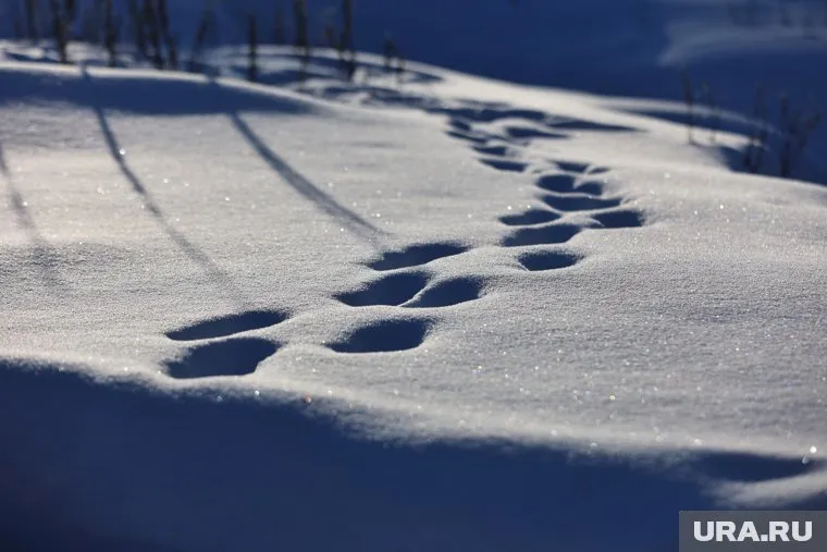 В Курганской области два дня будут снегопады и метели