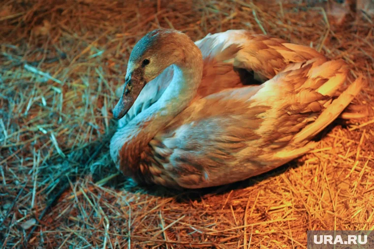 Лебедь летел на юг со своей стаей, но потерял силы и упал на мечеть