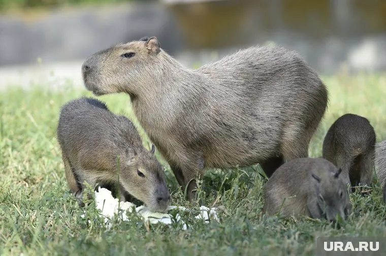 Капибар выбирали юных, чтобы посетители могли отслеживать, как они растут