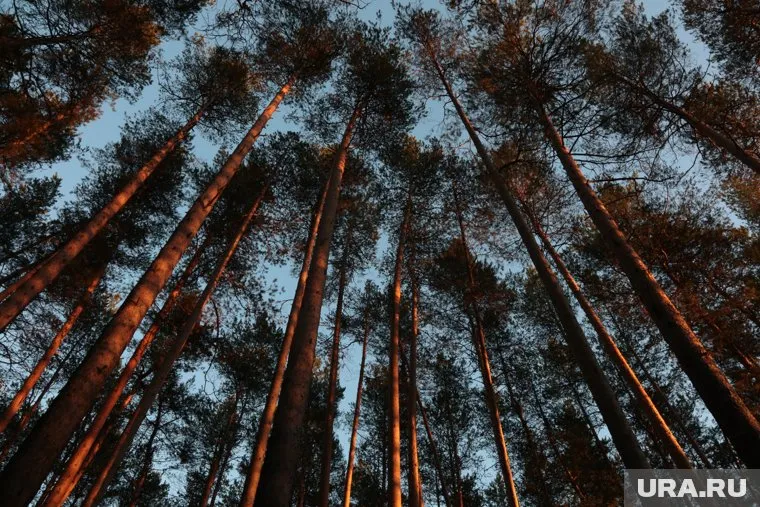 Волонтеры предполагают, что женщина заблудилась в лесу