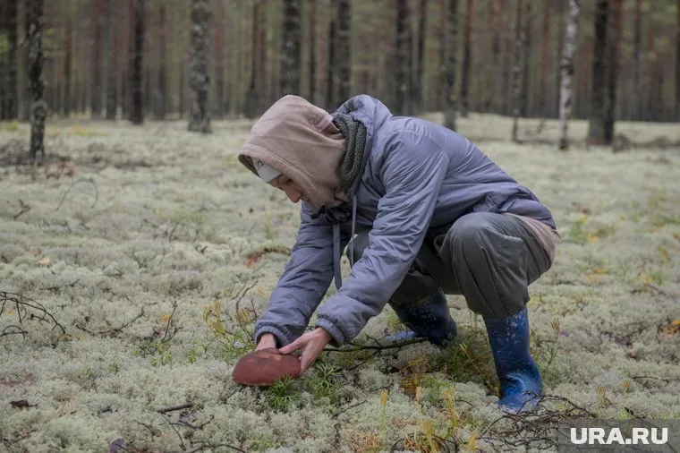 Многие пермяки увлекаются сбором грибов