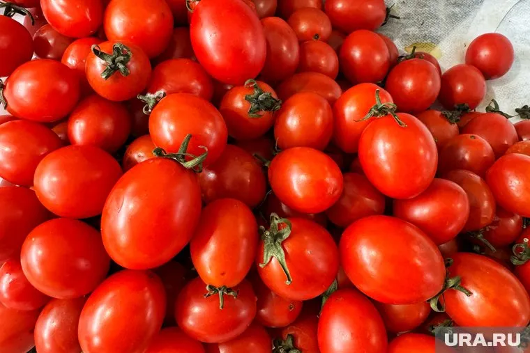 Овощи доставили из Казахстана