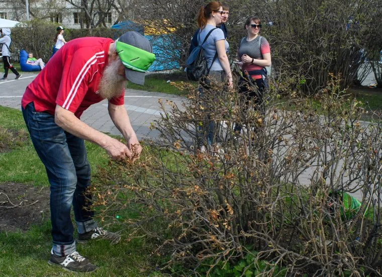 Майская прогулка 2018. Екатеринбург, куст, старик, сбор, собирательство