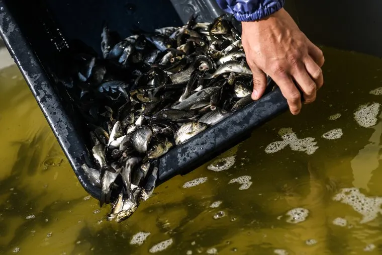 Зарыбление Верх-Нейвинского пруда. Новоуральск