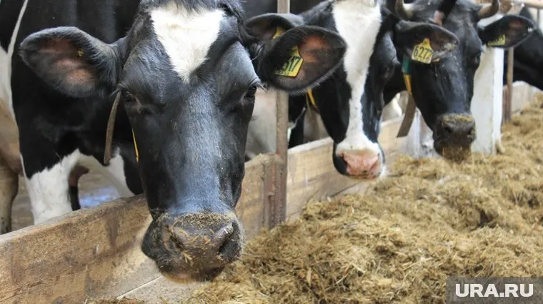 В регионе стабильно растет производство молока