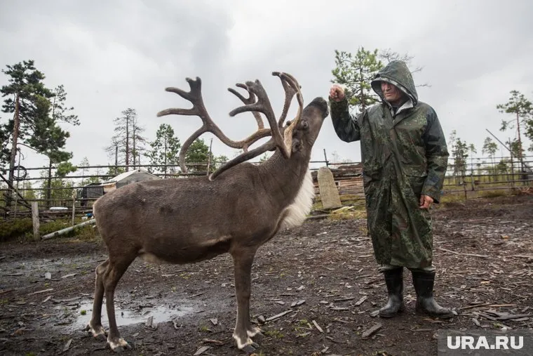 Одним из предложений по сокращению стада стало введение изгородного оленеводства. Сейчас на Ямале большинство оленей дикие