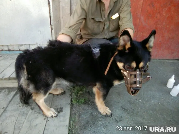 По закону бродячих псов должны стерилизовать и выпускать обратно, но так не делается