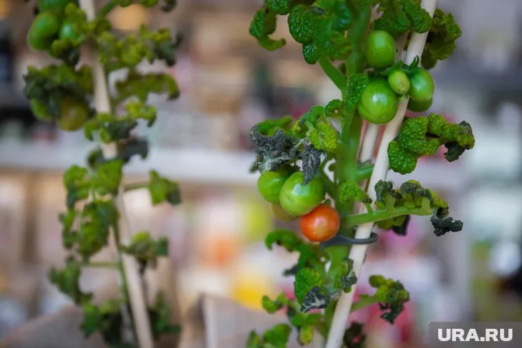 Возвратные заморозки в мае могут уничтожить будущий урожай на корню