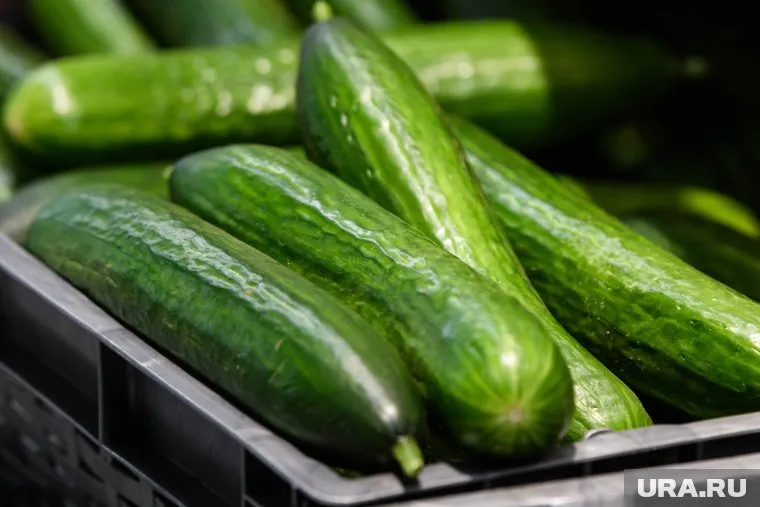 В среднем огурцы продавали за 131,41 рубля