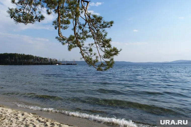 Пыльца падает в воду и вызывает аллергию у людей с ослабленным иммунитетом