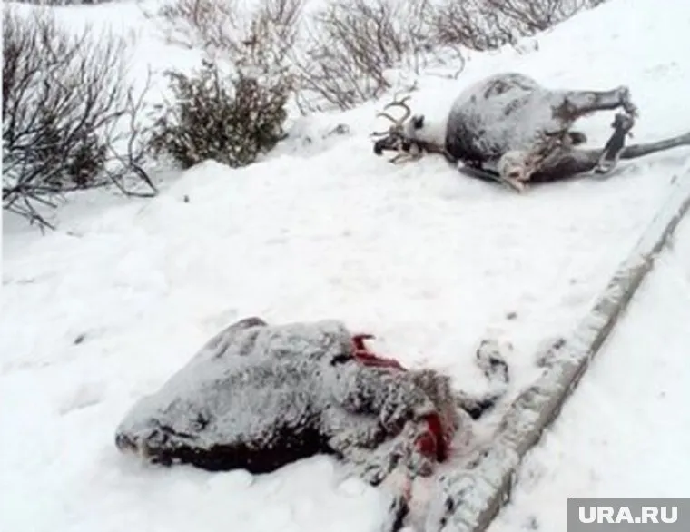 Олени погибли под колесами поезда