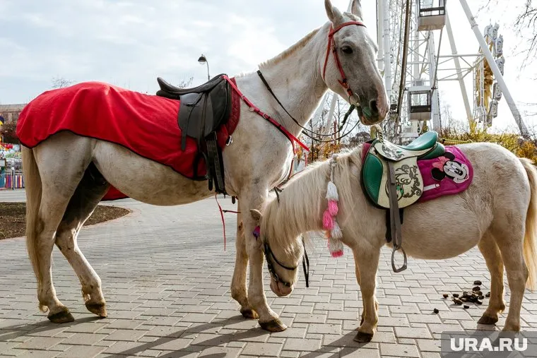 Животные смогут появляться только в отведенных местах и в определенные дни