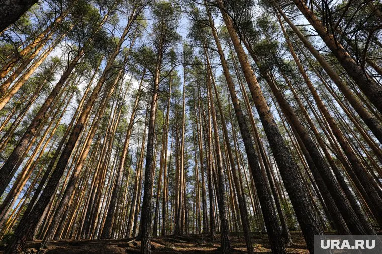 Парк располагается около малой родины Петра Бажова