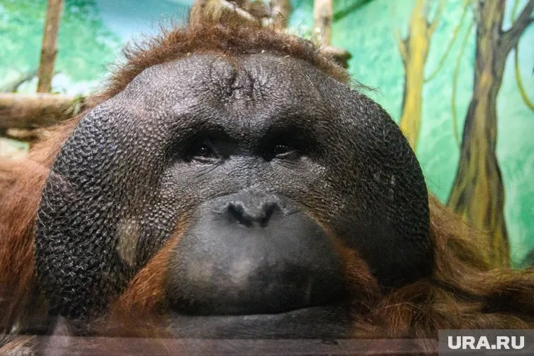 Оспа обезьян — одно из сотен заболеваний, передающихся через животных, сказал Николай Малышев