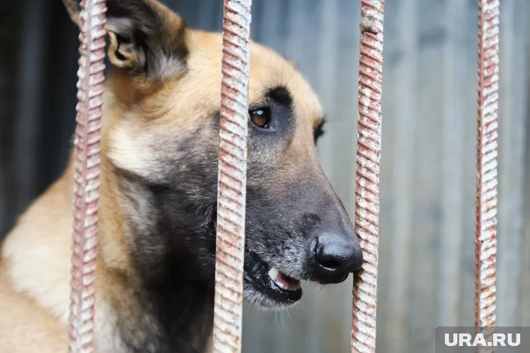 Зоозащитники обвиняли руководство приюта в жестоком обращении с животными