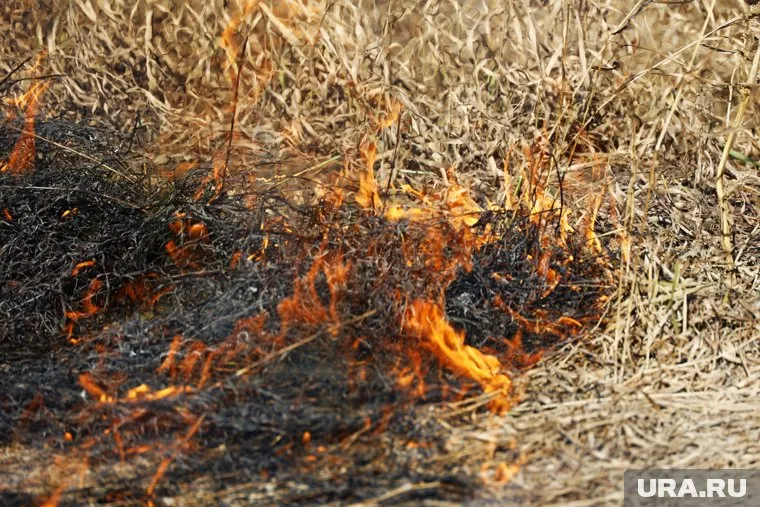 В лесах Курганской области было выявлено не менее 20 мест разведения костров