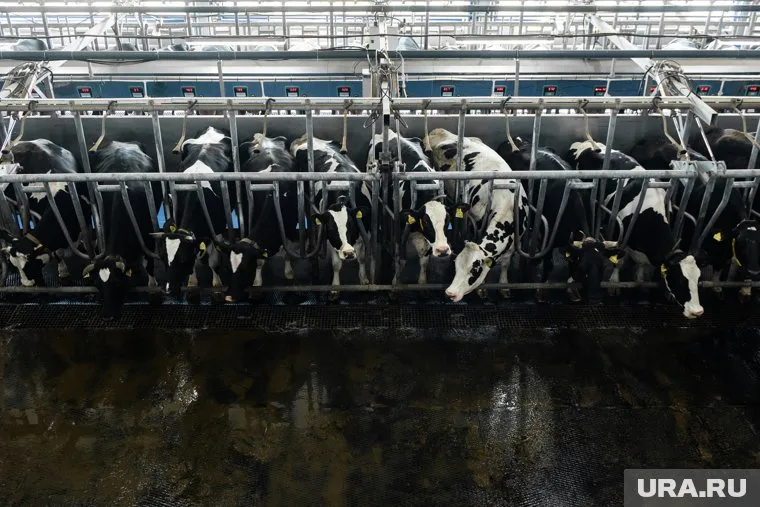Тюменские фермеры считают, что причина низких доходов — в низких закупочных ценах на молоко