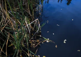 Рыбак нашел тело женщины в тюменской реке
