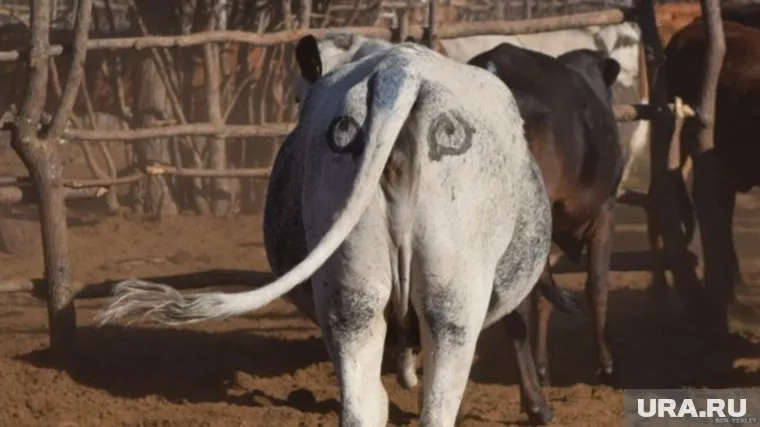 Ученый из Австралии сообразил, как помочь африканским фермерам