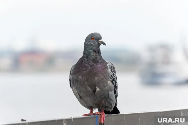 Под конец военного парада в Китае торжественно выпустили 80 тысяч голубей, символизирующих мир
