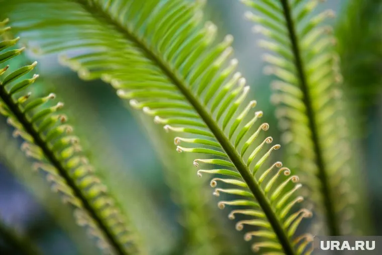 10 ноября вышел новый выпуск шоу "Звезды в джунглях"