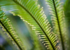 Любовные страсти, слезы и предательство: что случилось в новом выпуске «Звезд в джунглях»