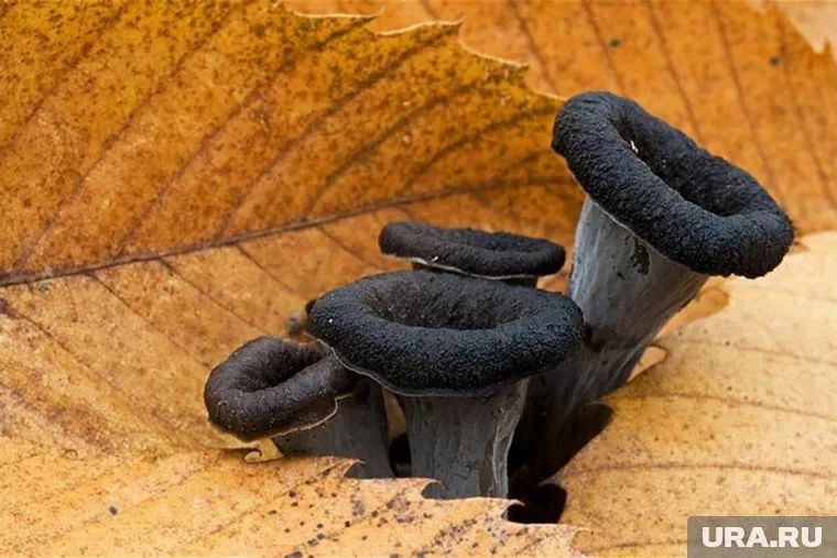 Черные лисички в некоторых регионах России занесены в Красную книгу