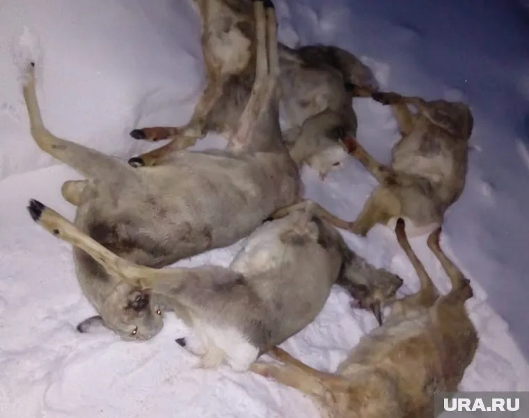 В машине браконьеров обнаружили трупы нескольких беременных косуль