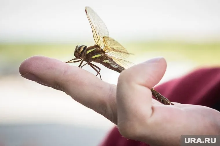 Специалисты считают, что разработка не имеет прикладного значения для сельского хозяйства