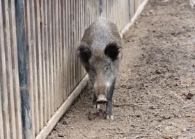 Власти пермского города пожаловались на нашествие диких кабанов 