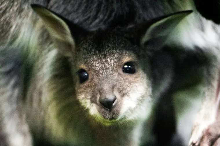 Новорожденные детеныши кенгуру в Екатеринбургском зоопарке