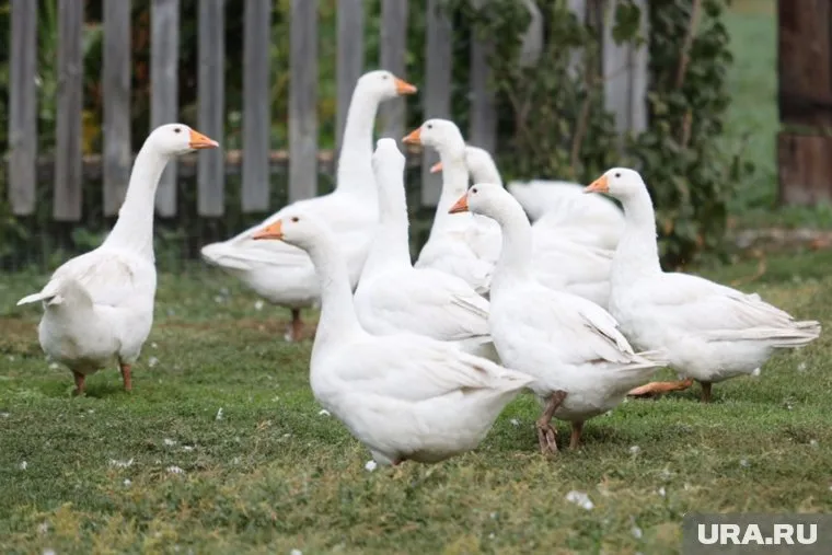 Шадринский гусь является гастрономическим брендом города