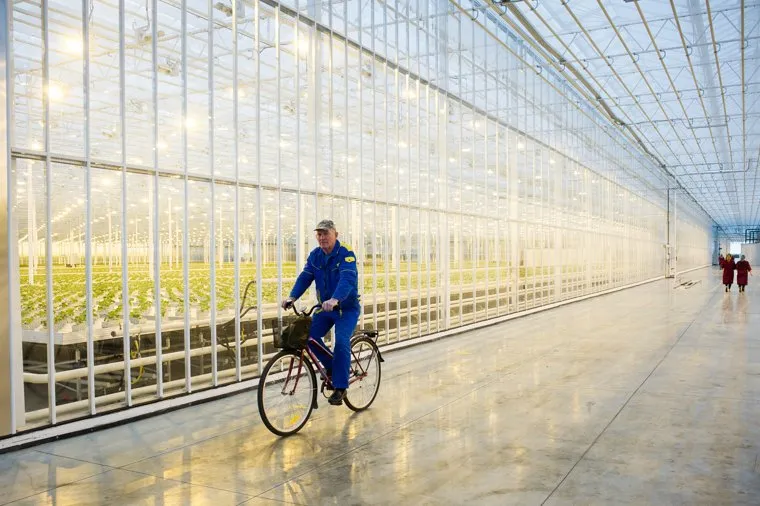 Открытие второй очереди инновационного тепличного комплекса «УГМК-Агро». Свердловская область, поселок Садовый, угмк агро, тепличный комплекс