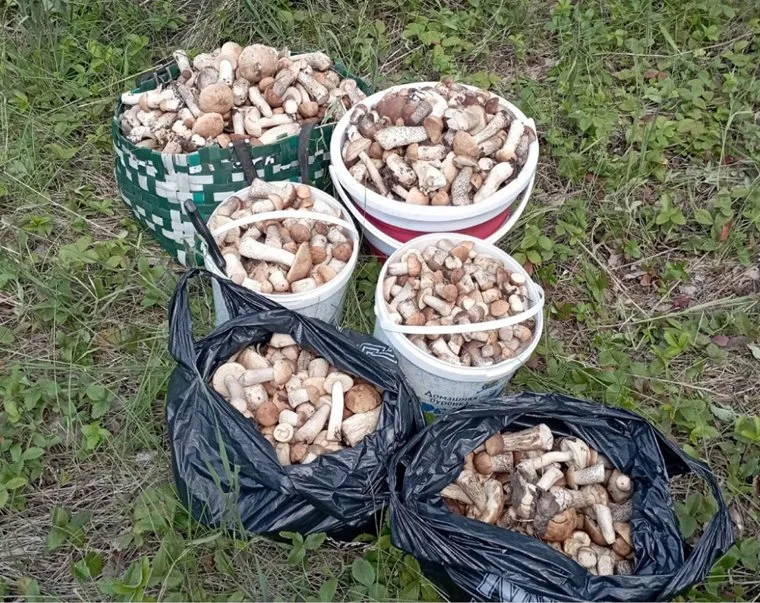 Шадринцы хвастаются урожаем грибов