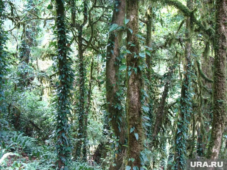 Уничтожать самшит начали в 2012 году