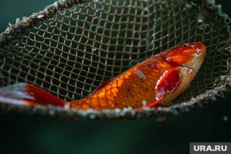 В курганском Тоболе могут встретиться аквариумные рыбы