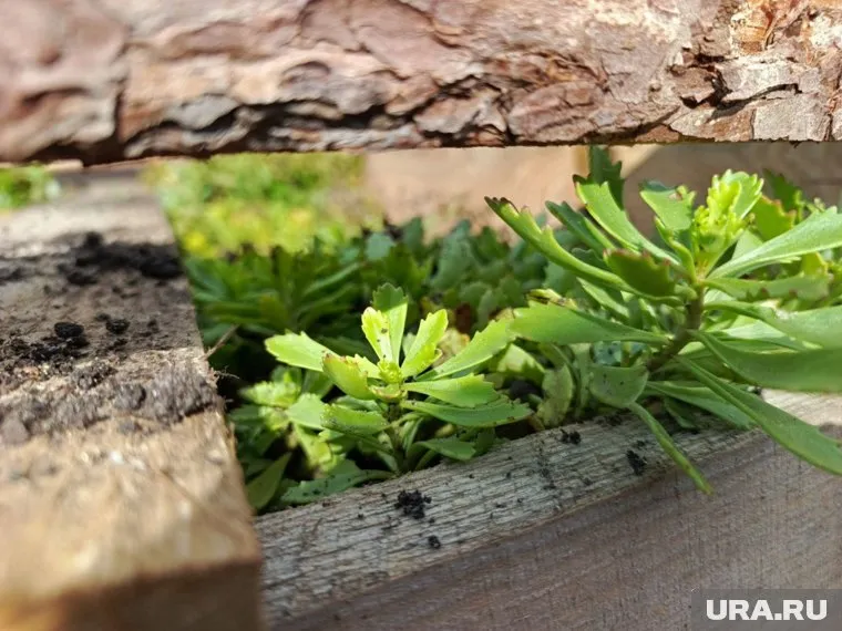 Седум предпочитает расти на лугах и сухих склонах