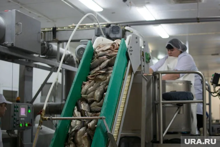 Цех будет перерабатывать 350 тонн рыбы в год