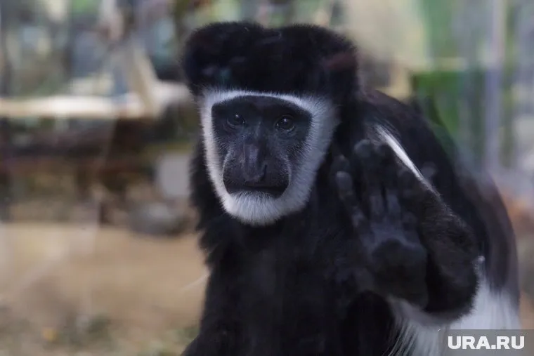 Животные переезжают на новое место поэтапно