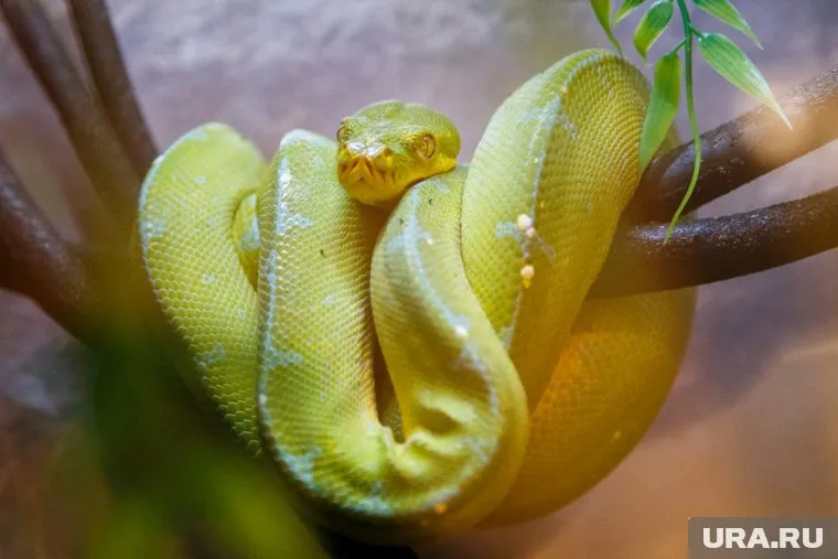 От шуток блогеров со змеей могли пострадать другие пассажиры