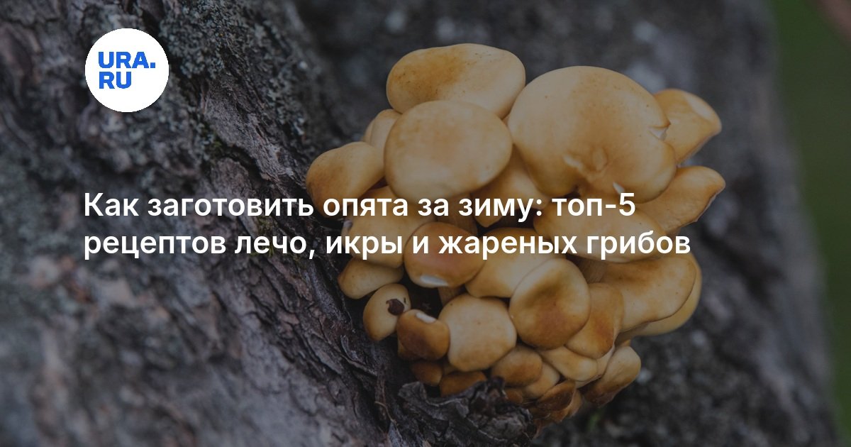 Как заготовить опята за зиму: топ-5 рецептов лечо, икры и жареных грибов