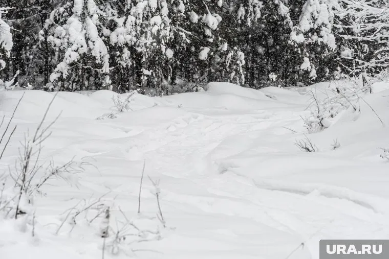 В Шадринске гибнут косули от нападения бездомных собак