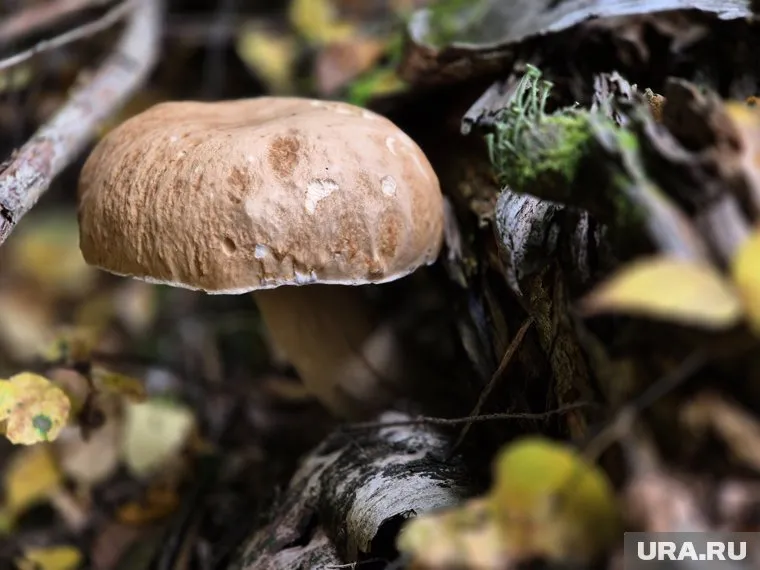 Белые грибы лучше искать по светлым березовым или дубовым опушкам