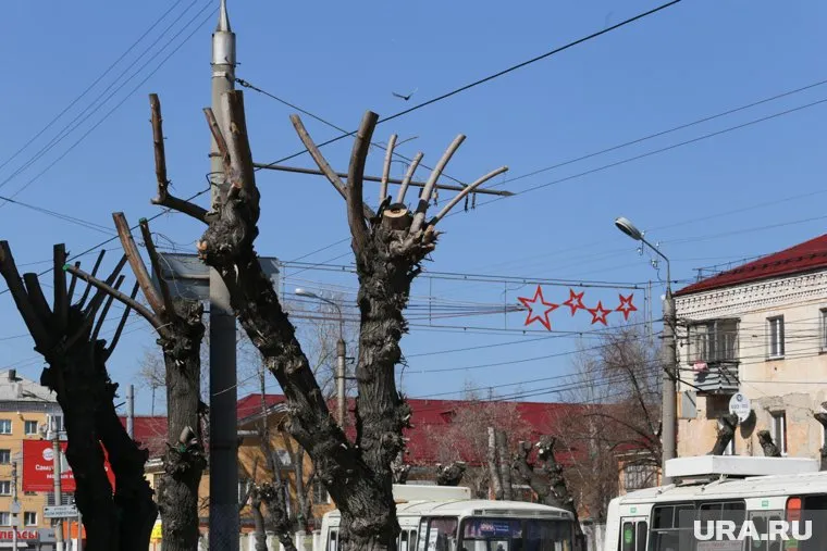 Курганцев возмущает обрезка деревьев и их вырубка