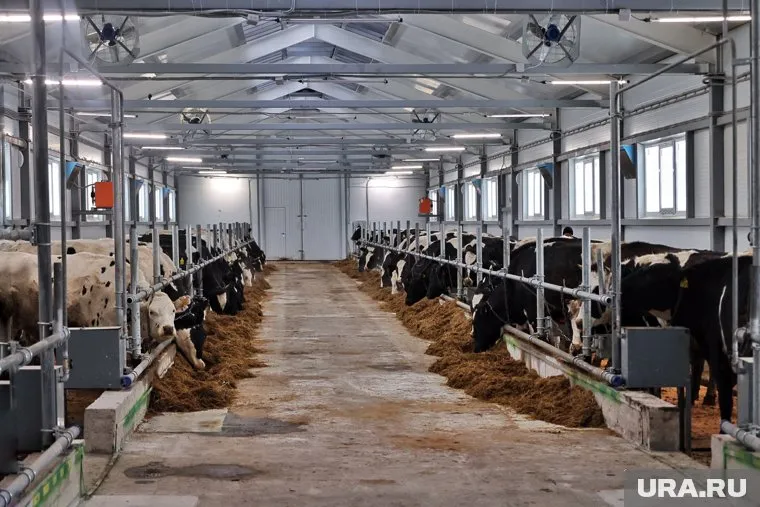 Ферма будет производить до 3,2 тысяч тонн молока ежегодно